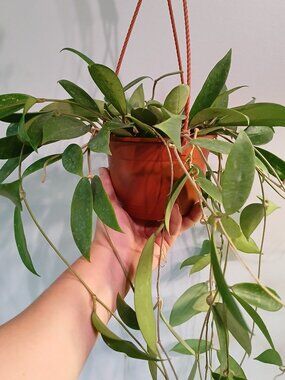 Hoya Polita